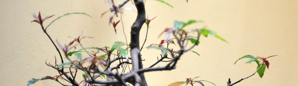 Miśka w podr&oacute;ży